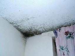 Как избавиться от плесени на стенах и потолке: средства против плесени, советы по удалению